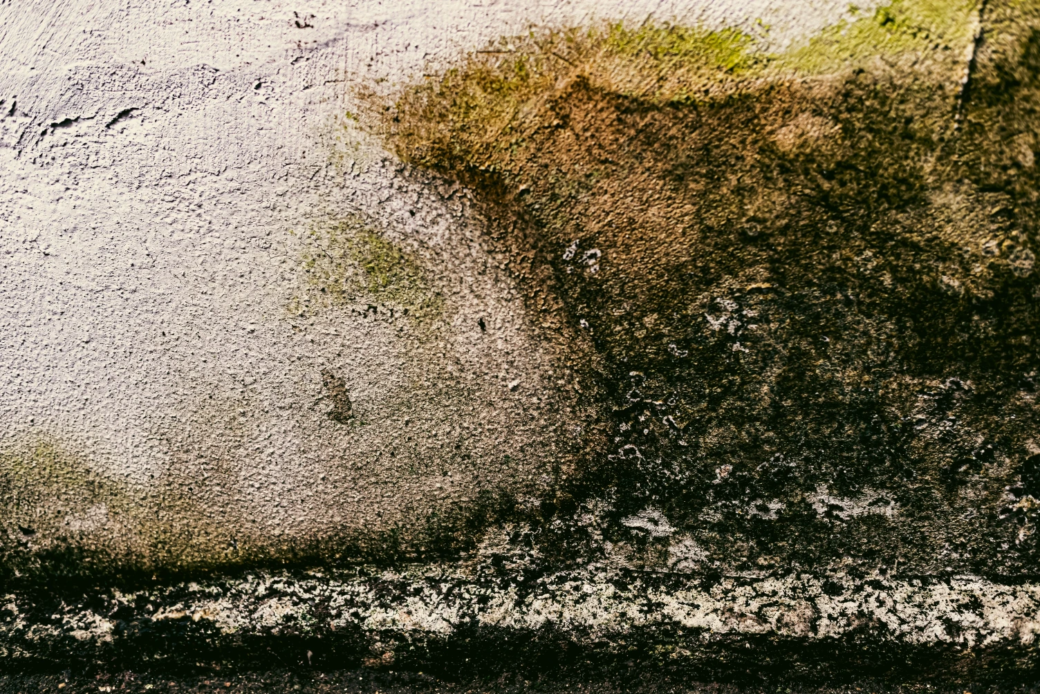 Toxic black mold removal in Gainesville homes