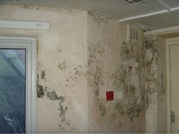 Commercial mold removal for Gainesville businesses