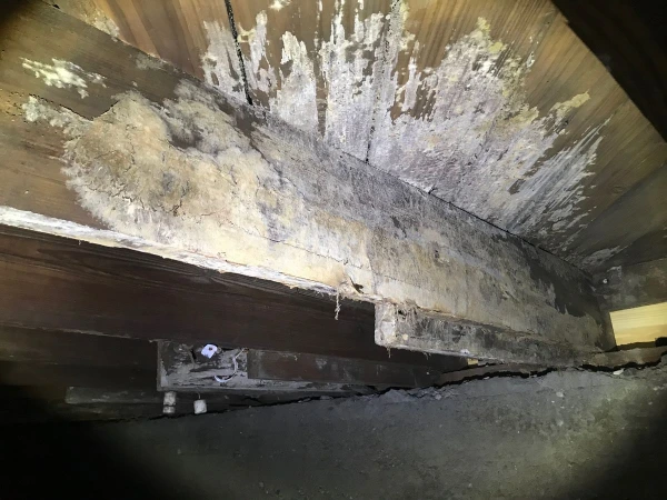 Crawl space mold removal in Gainesville homes