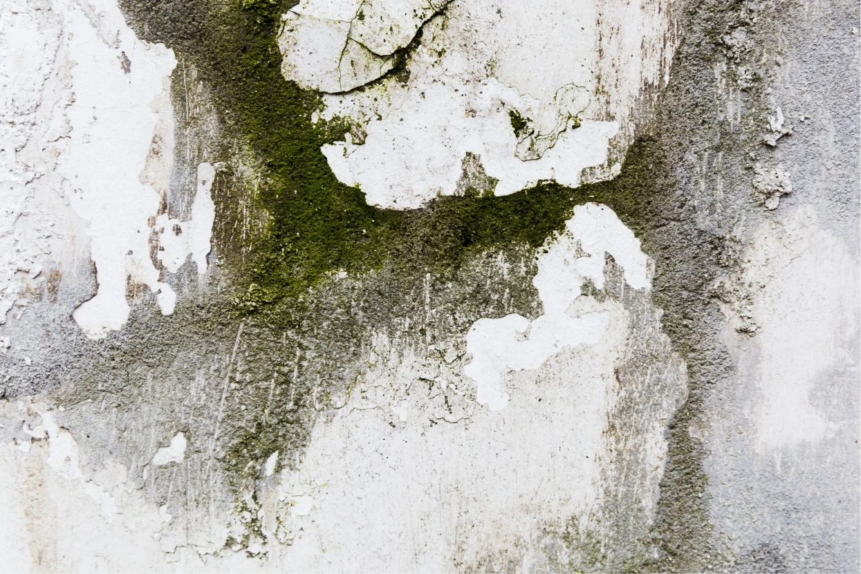 Professional mold removal service in Gainesville Florida