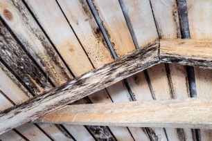 Attic mold removal and repair Gainesville Florida