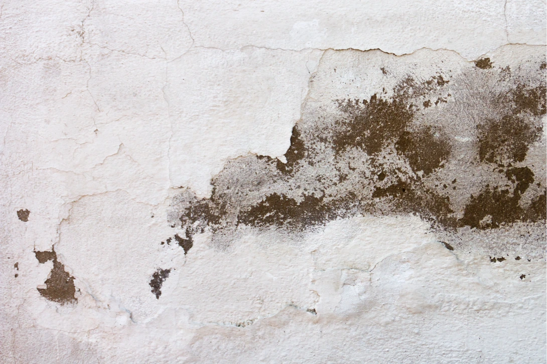 Emergency 24/7 mold removal in Gainesville